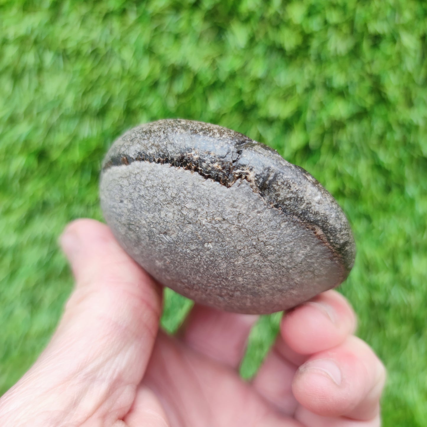 Dactylioceras tenuicostatum ammonite fossiil Yorkshire