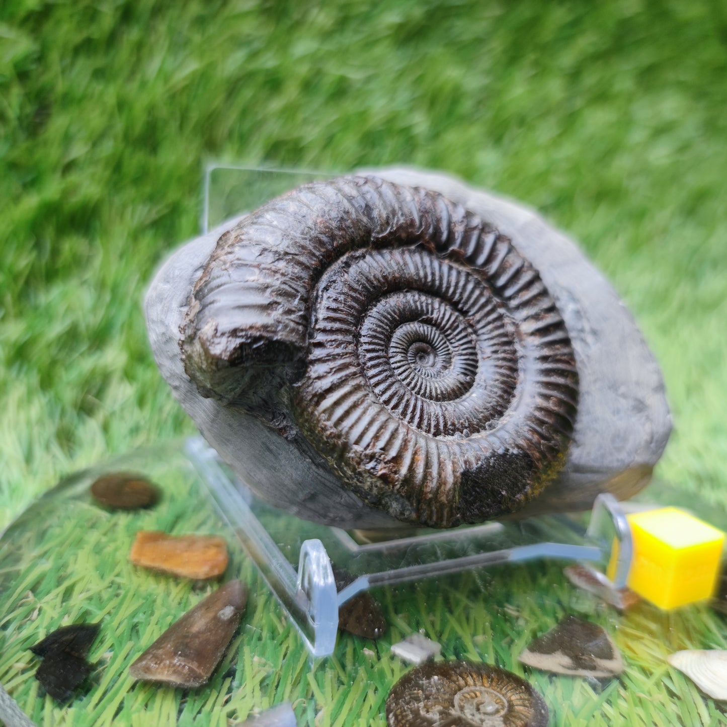 Whitby ammonite fossil Dactylioceras