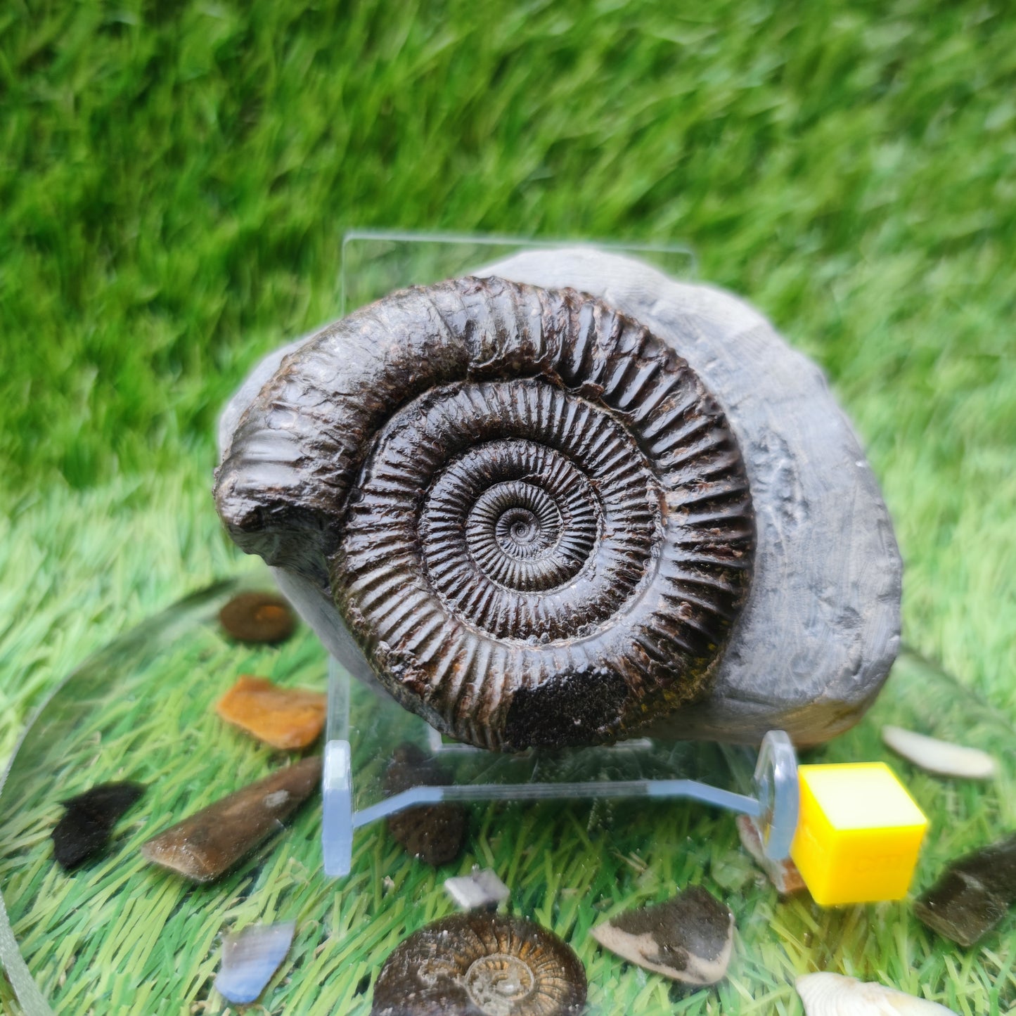 Whitby ammonite fossil Dactylioceras