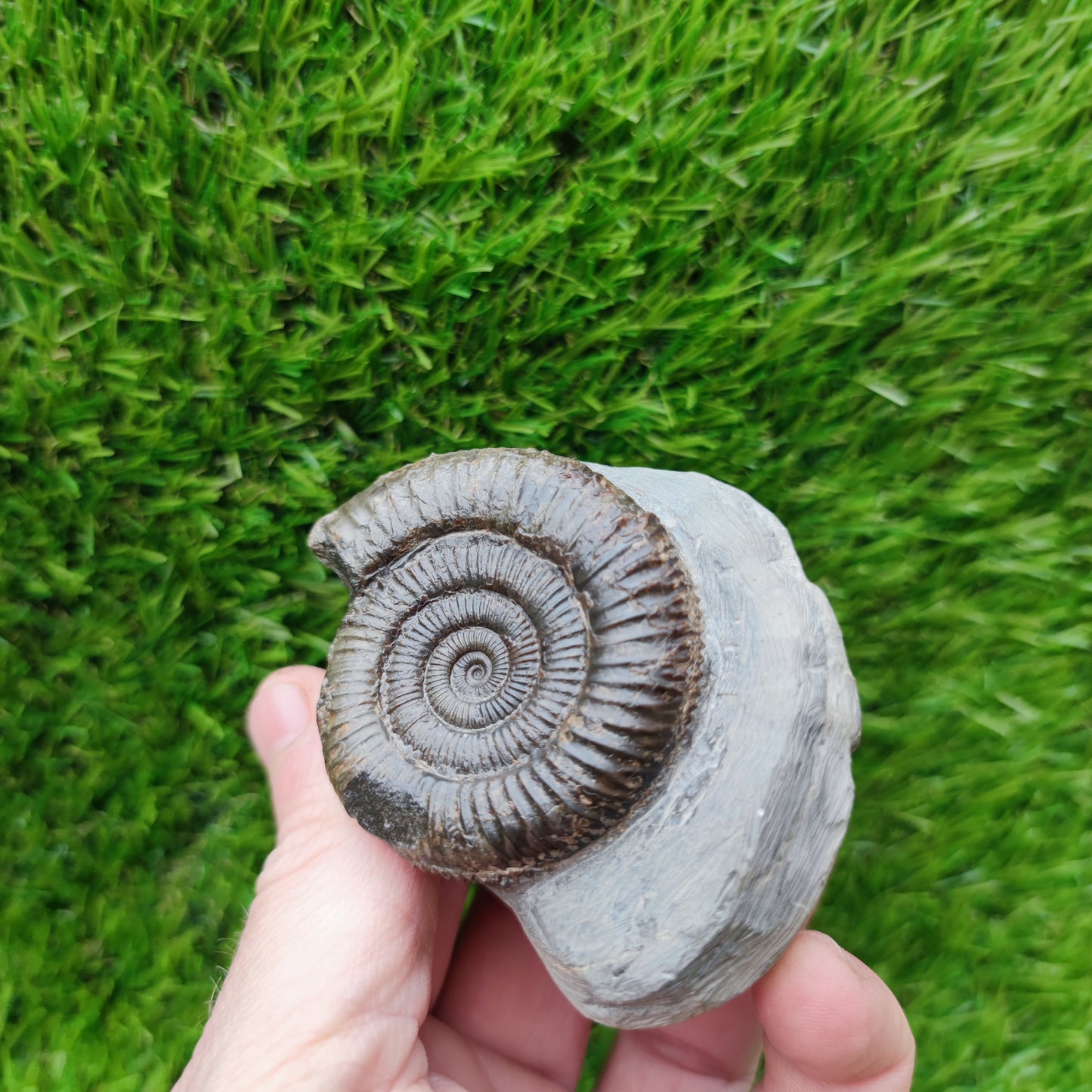 Whitby ammonite fossil Dactylioceras