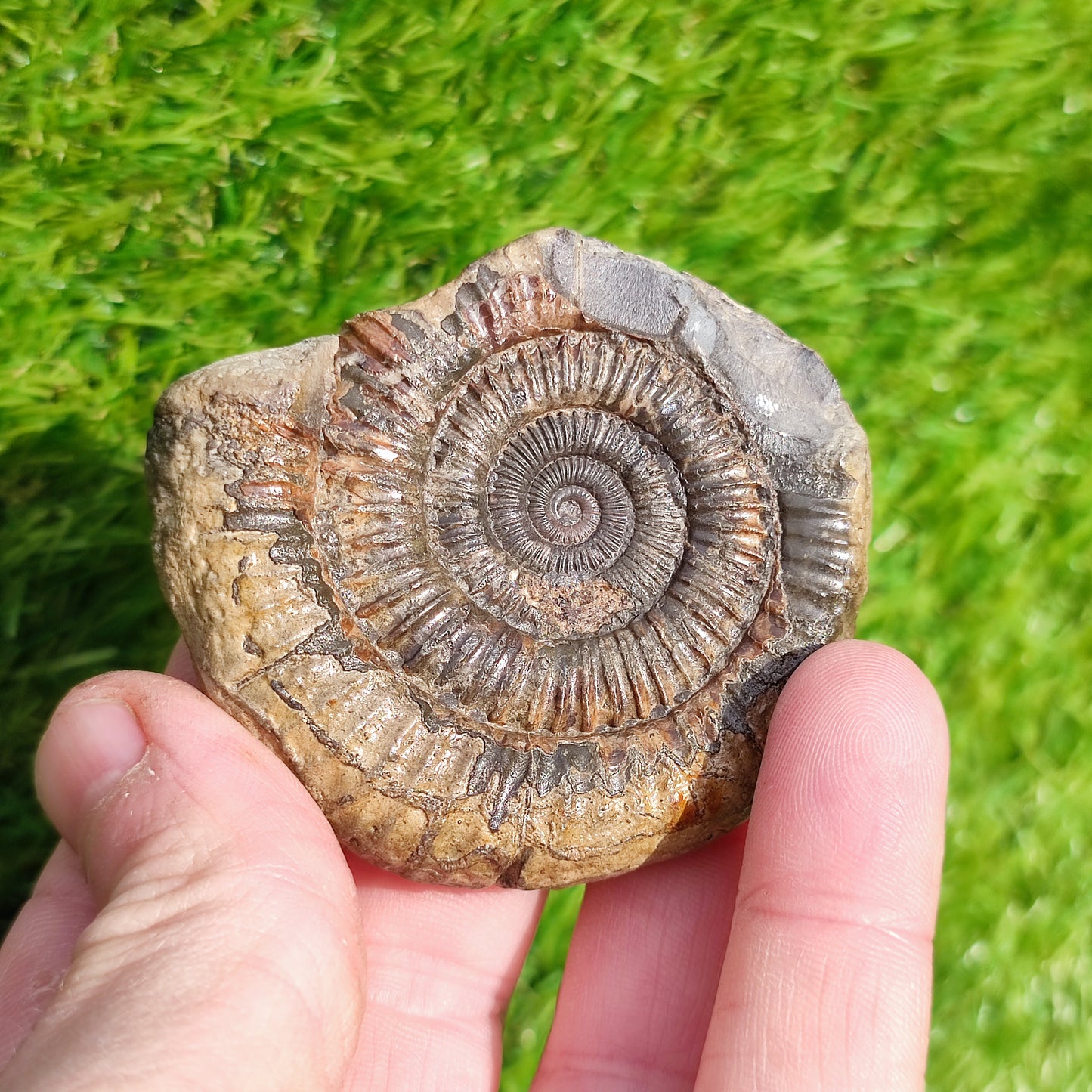 Dactylioceras Whitby ammonite fossil Yorkshire