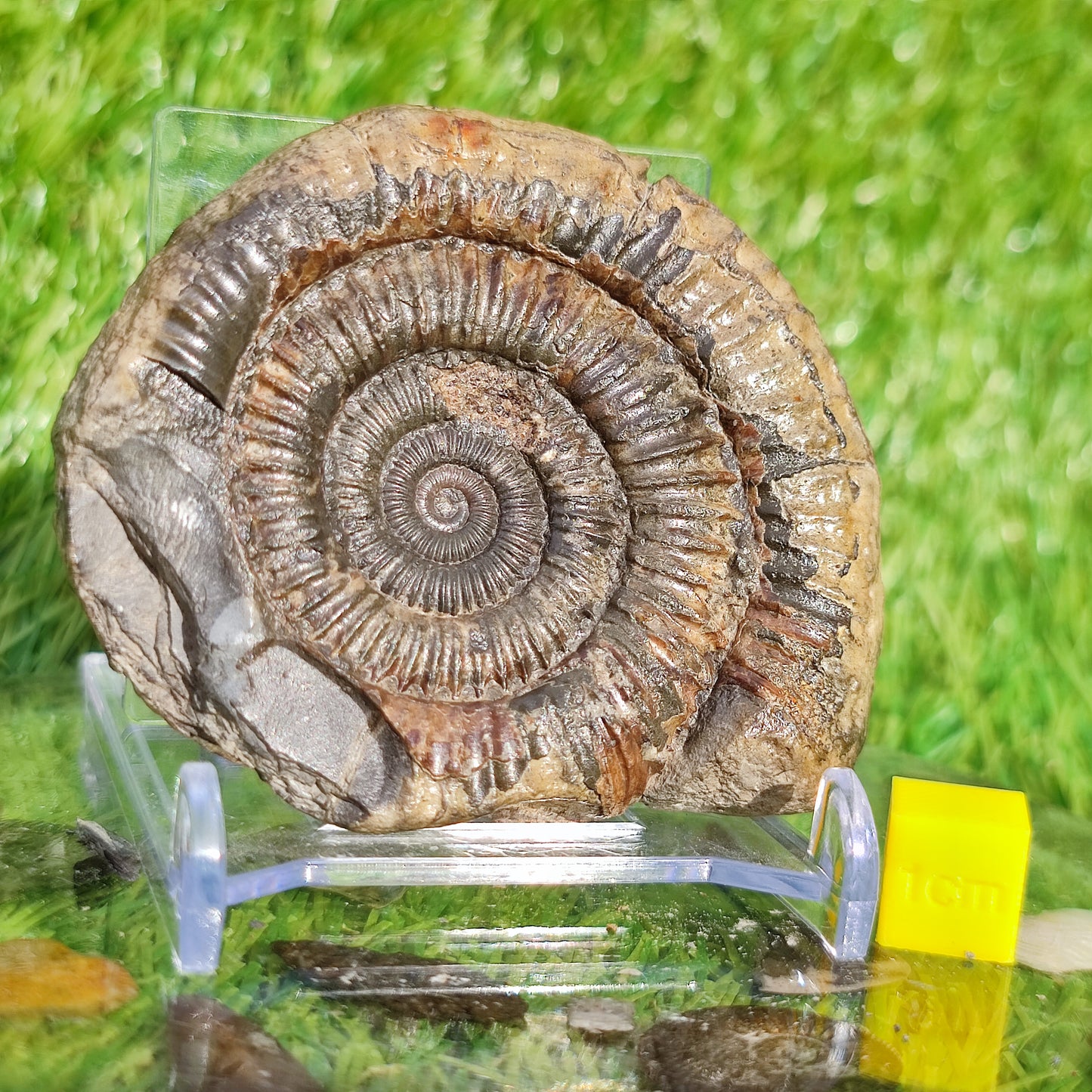 Dactylioceras Whitby ammonite fossil Yorkshire