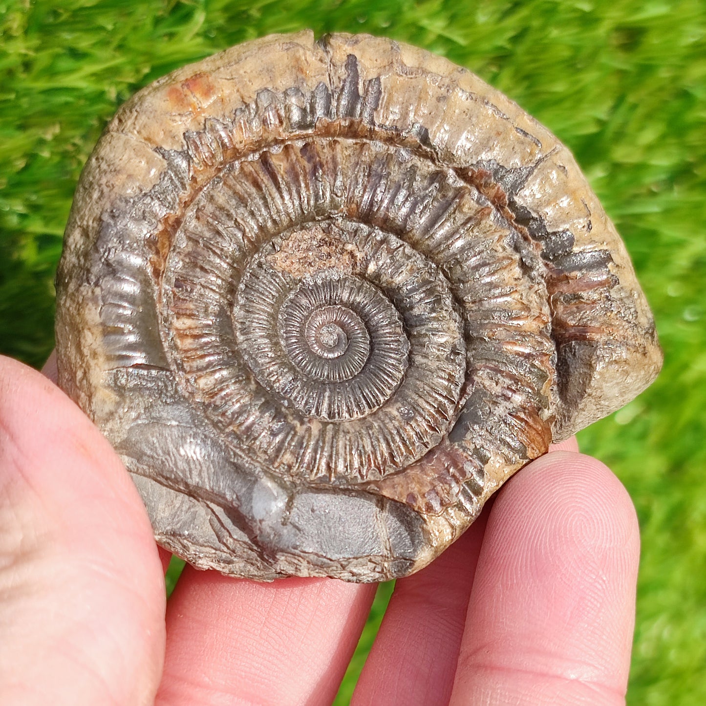 Dactylioceras Whitby ammonite fossil Yorkshire