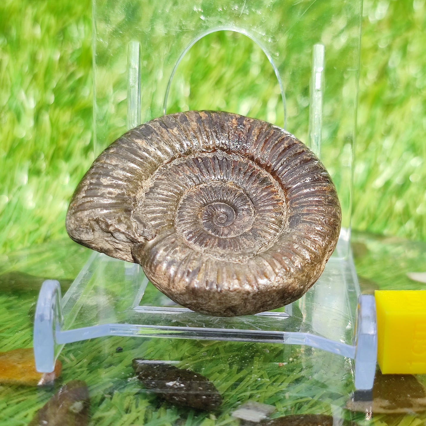 Whitby ammonite fossil dactylioceras