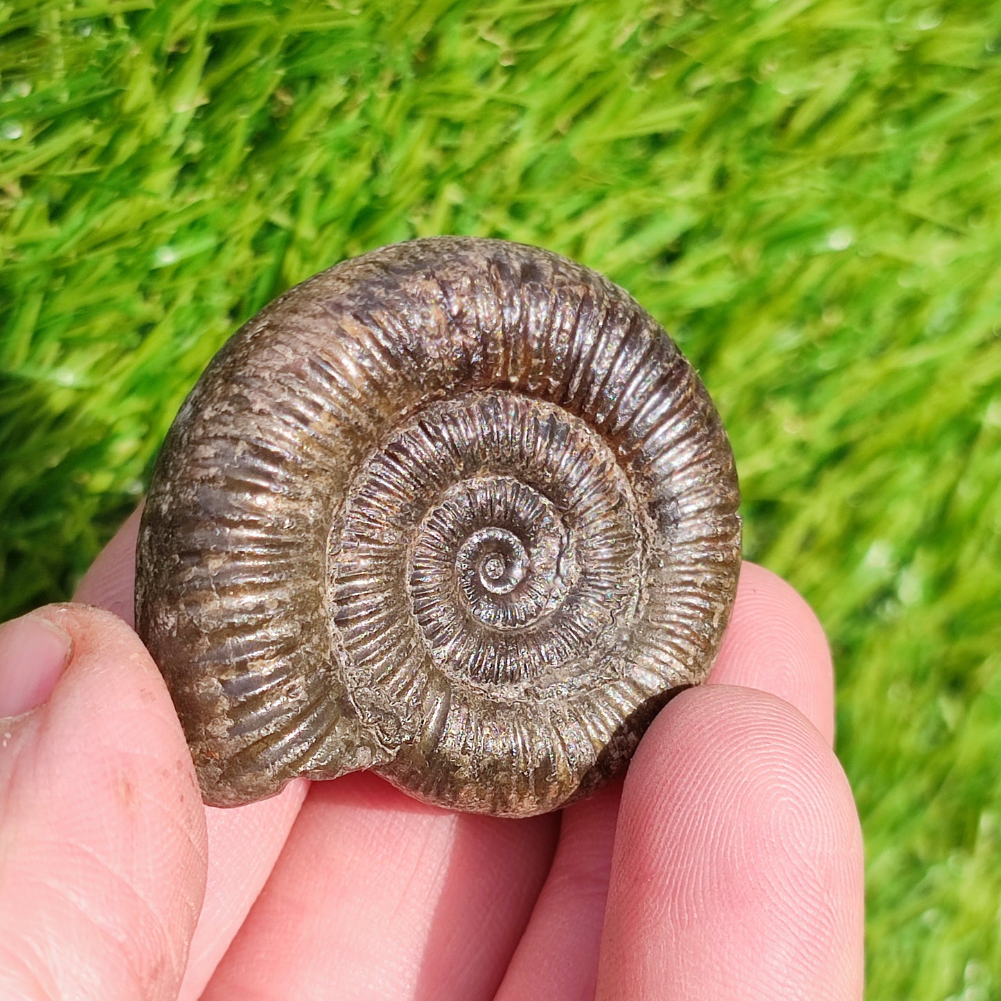 Whitby ammonite fossil dactylioceras