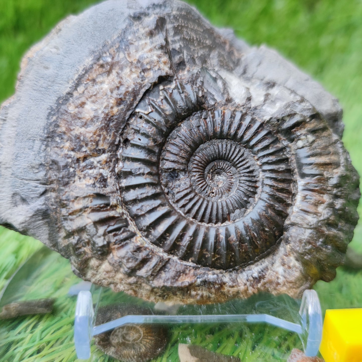 Whitby ammonite fossil