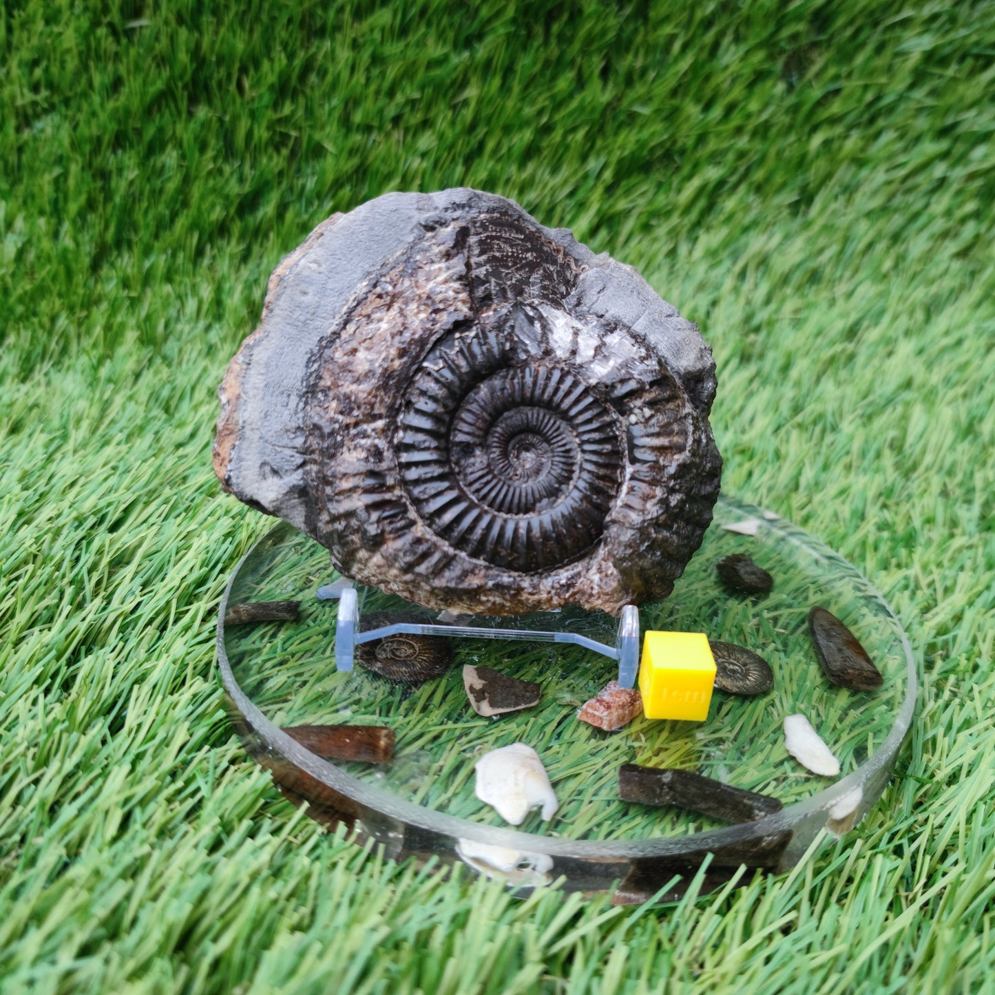 Whitby ammonite fossil