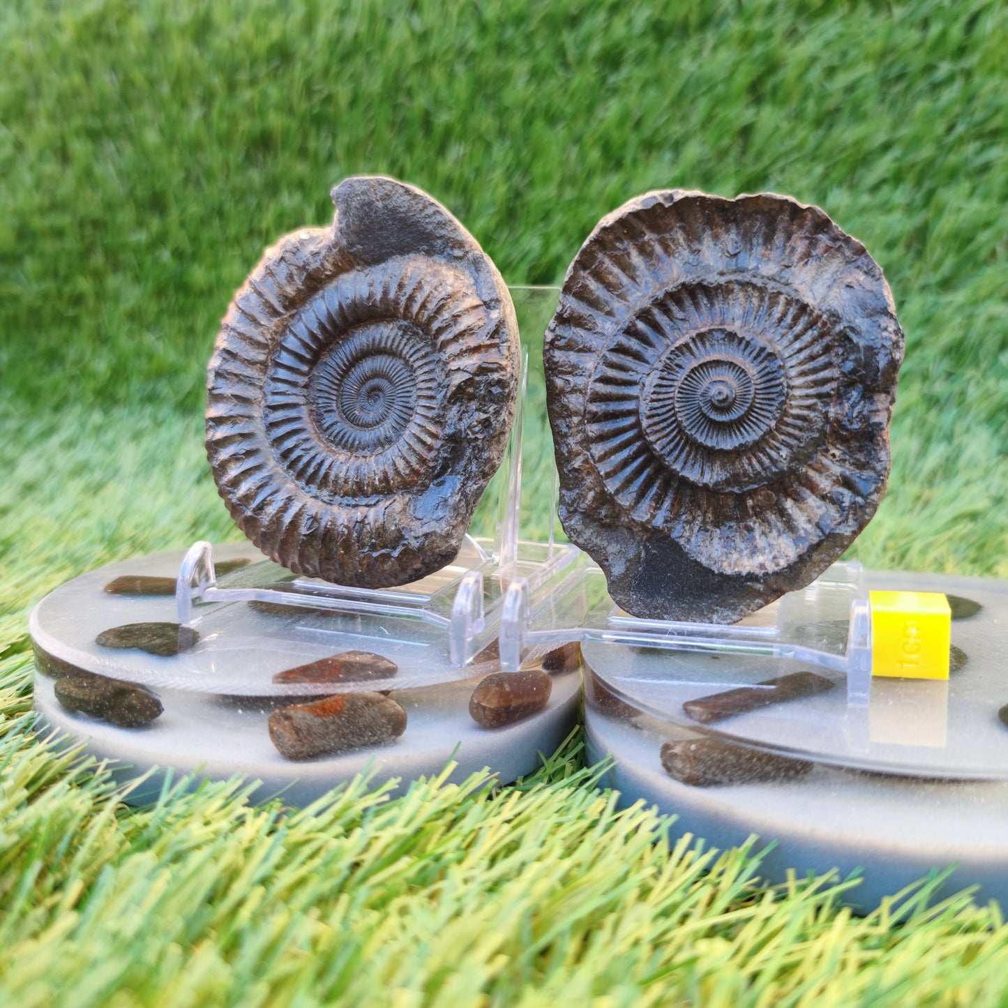 Ammonite fossil split pair North Yorkshire Fossils Whitby