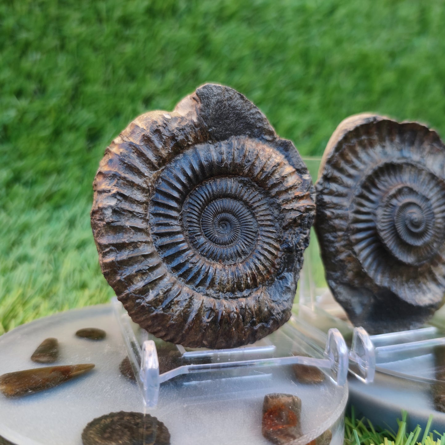 Ammonite fossil split pair North Yorkshire Fossils Whitby