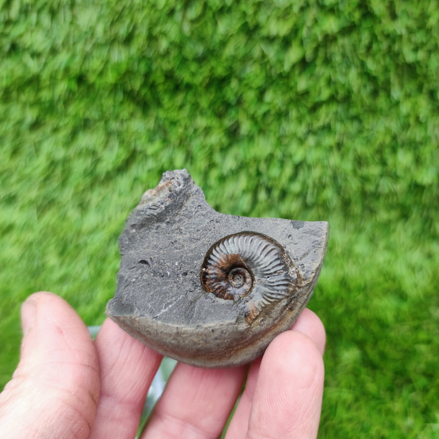 Whitby fossil eleganticeras ammonite