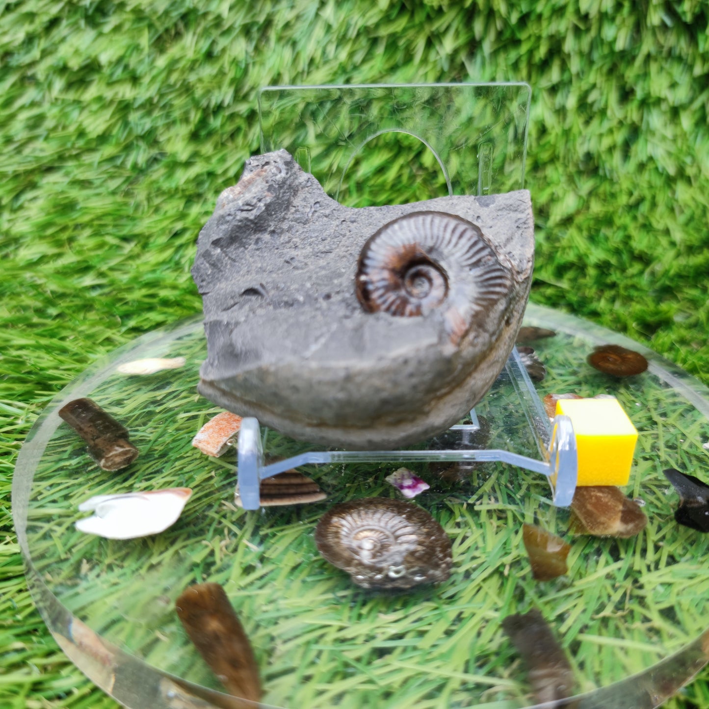 Whitby fossil eleganticeras ammonite