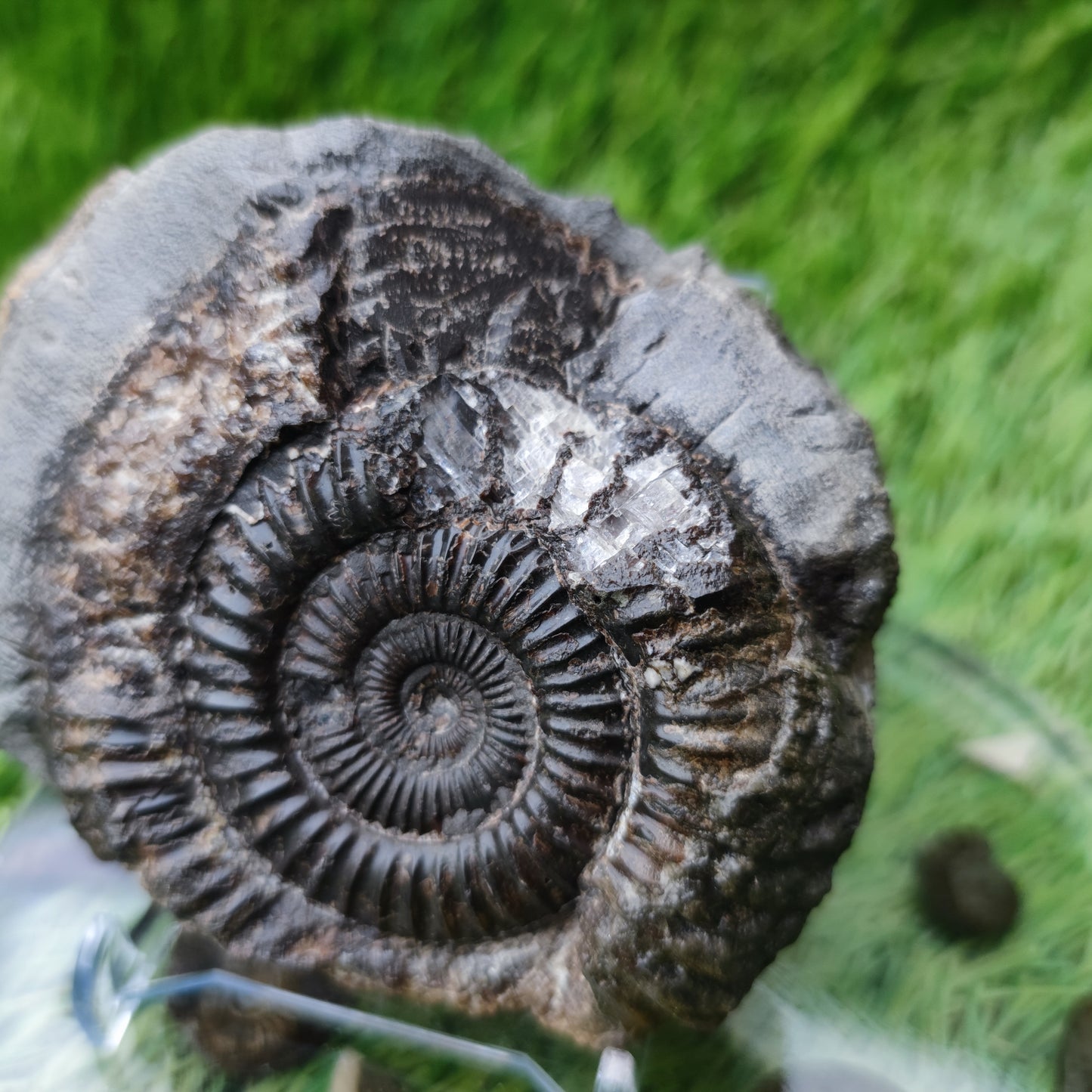 Whitby ammonite fossil