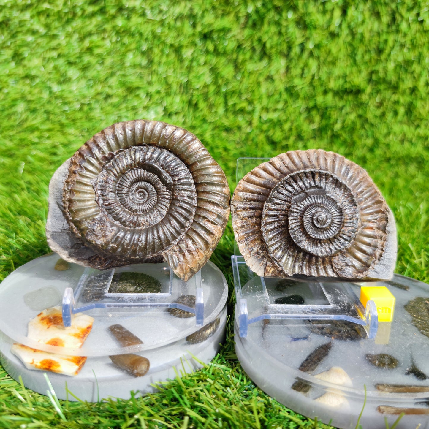 Ammonite fossil split pair Port Mulgrave Yorkshire