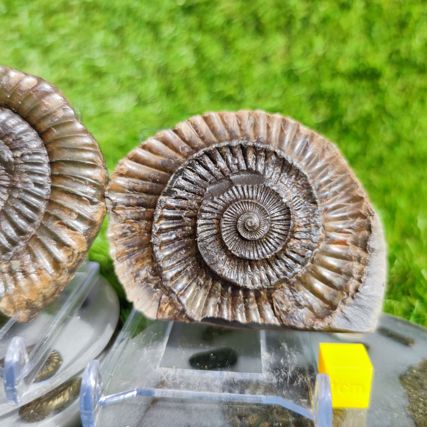 Ammonite fossil split pair Port Mulgrave Yorkshire