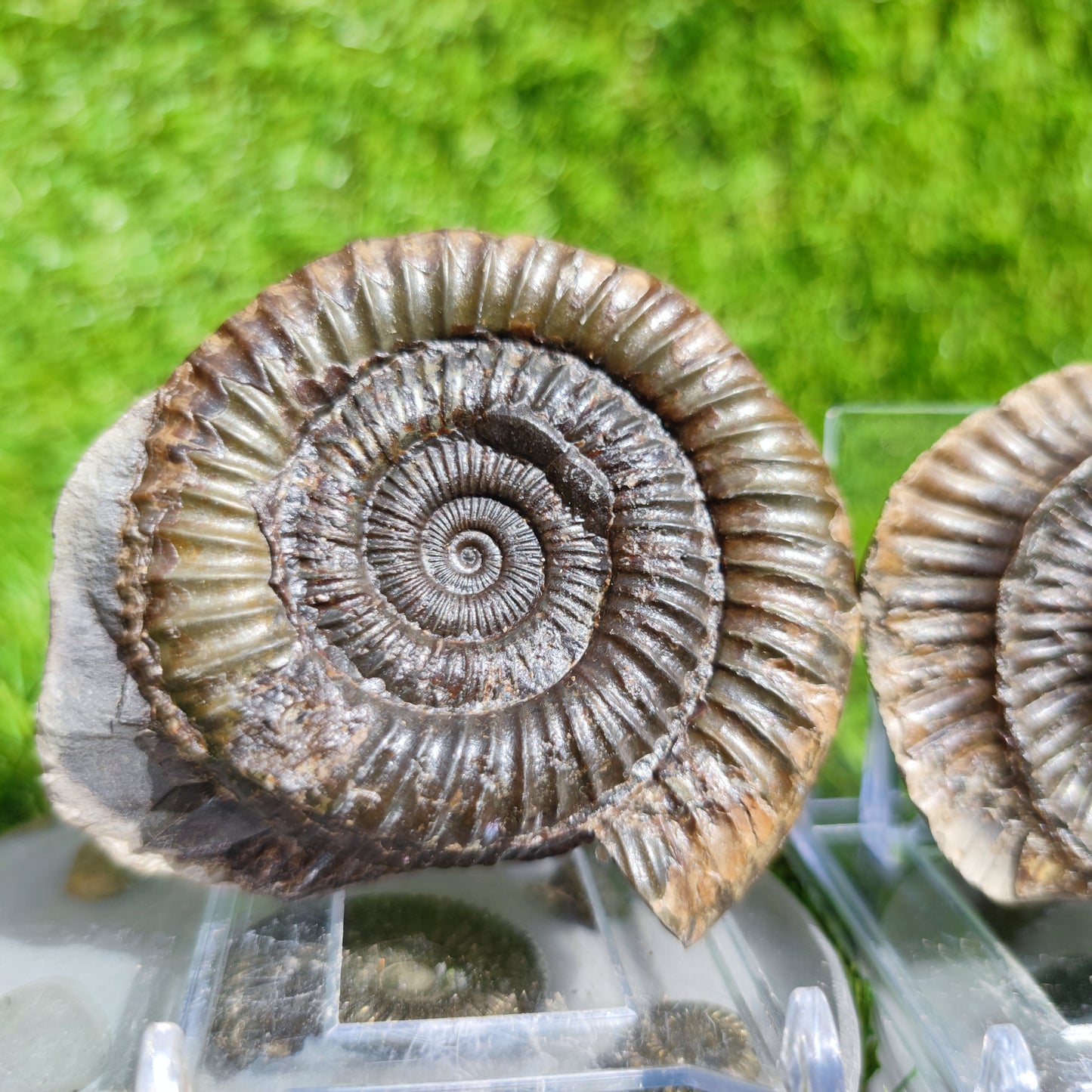 Ammonite fossil split pair Port Mulgrave Yorkshire