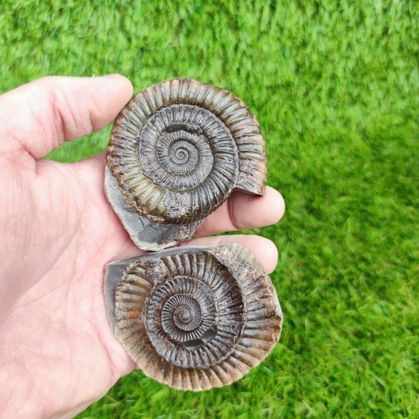 Ammonite fossil split pair Port Mulgrave Yorkshire