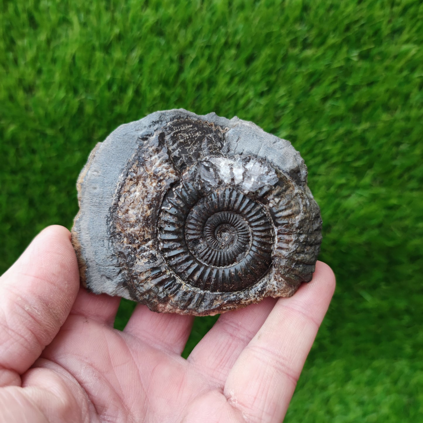 Whitby ammonite fossil
