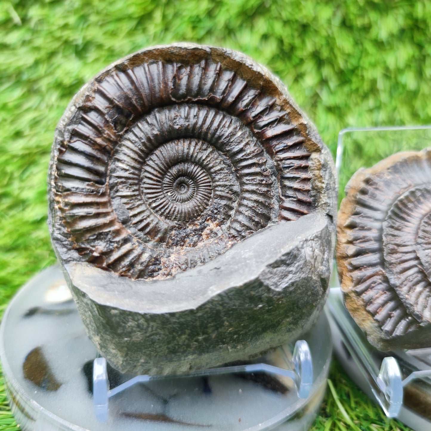 Dactylioceras ammonite fossil split pair Yorkshire UK