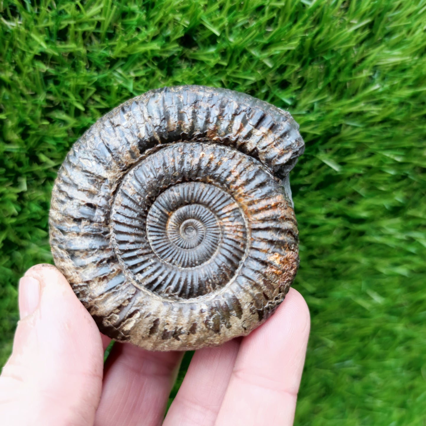 Ammonite Fossil North Yorkshire Jurassic coast