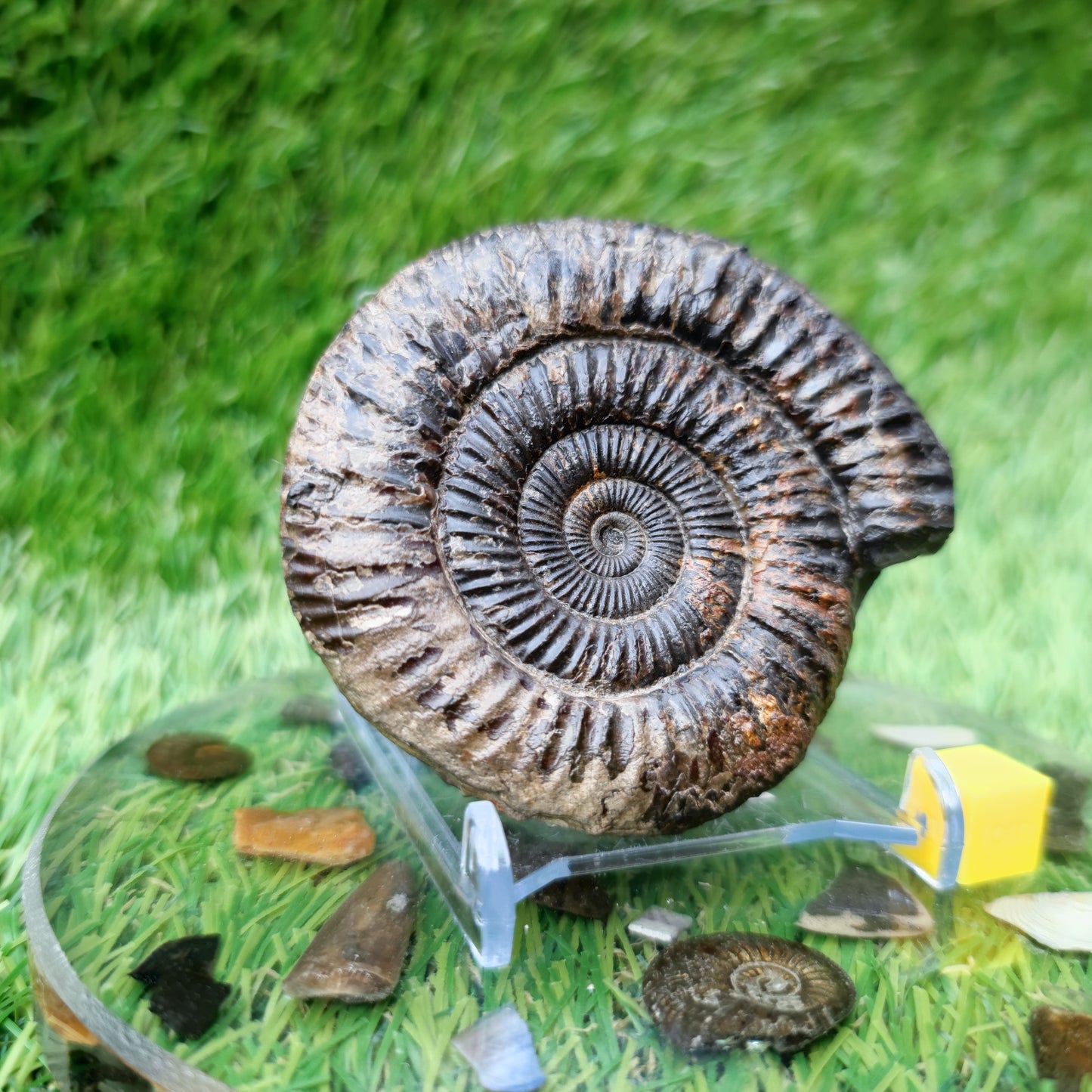 Ammonite Fossil North Yorkshire Jurassic coast