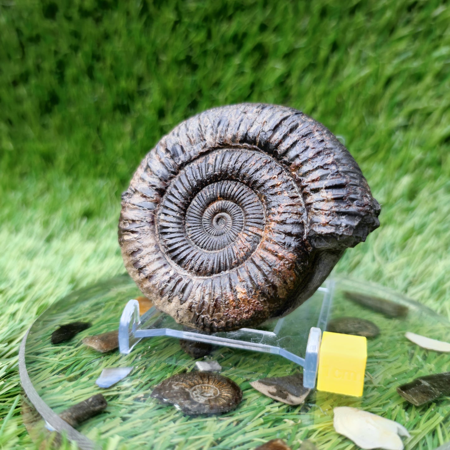 Ammonite Fossil North Yorkshire Jurassic coast