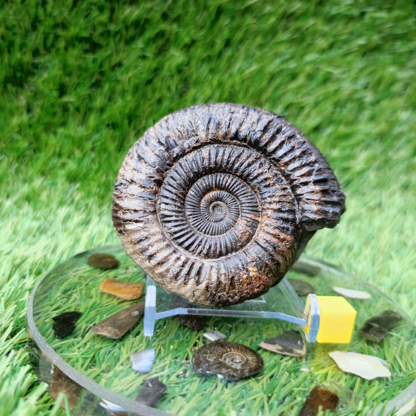 Ammonite Fossil North Yorkshire Jurassic coast
