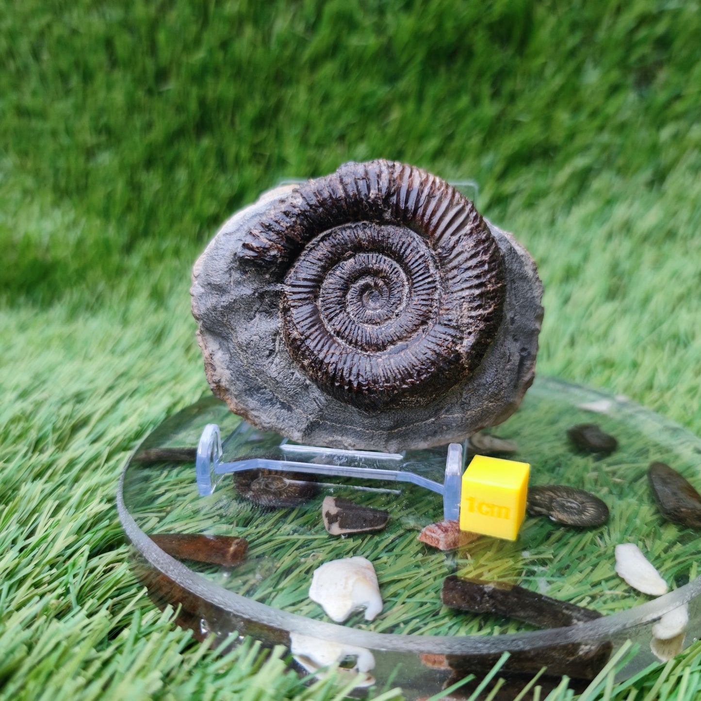 Dactylioceras ammonite fossil Yorkshire UK