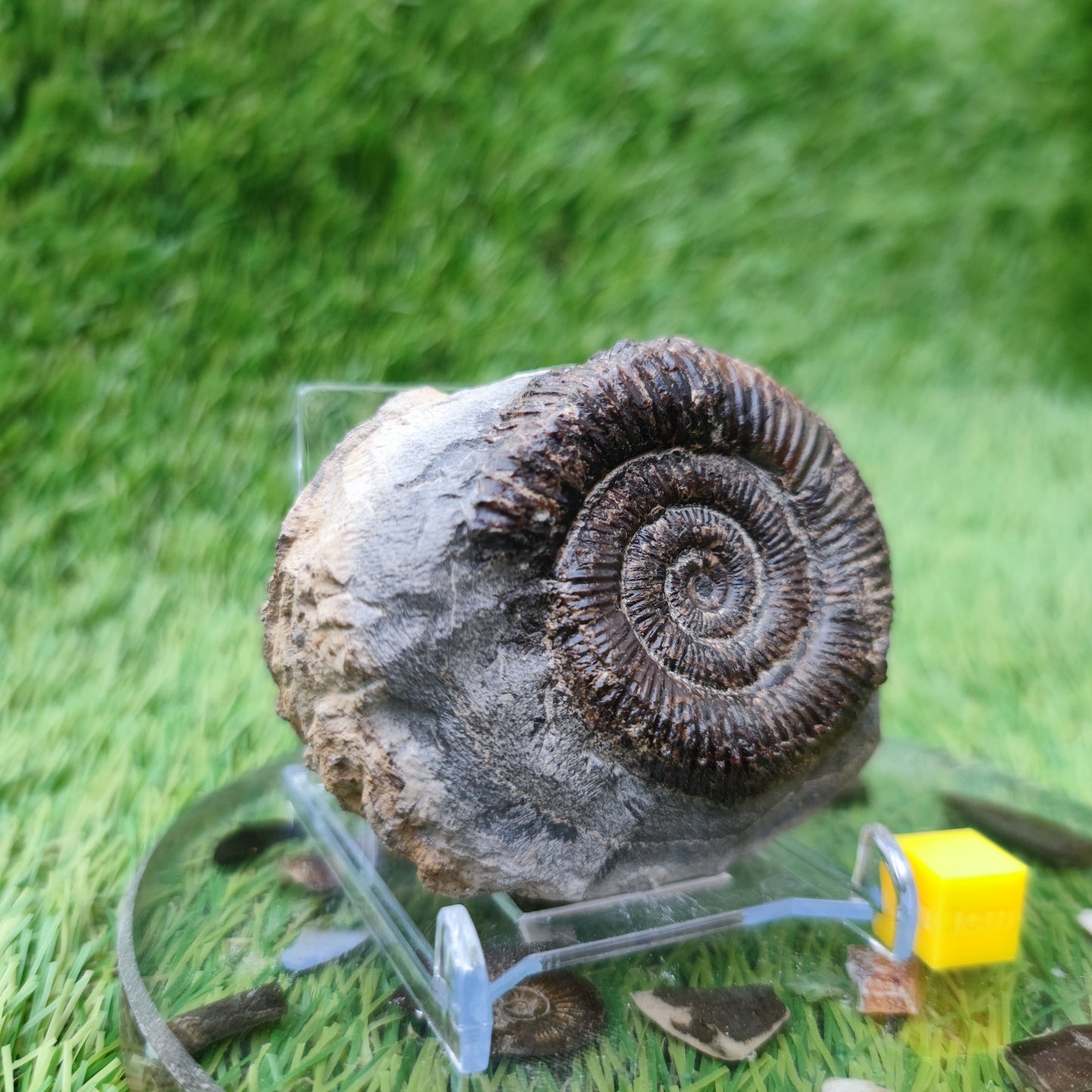 Dactylioceras ammonite fossil Yorkshire UK