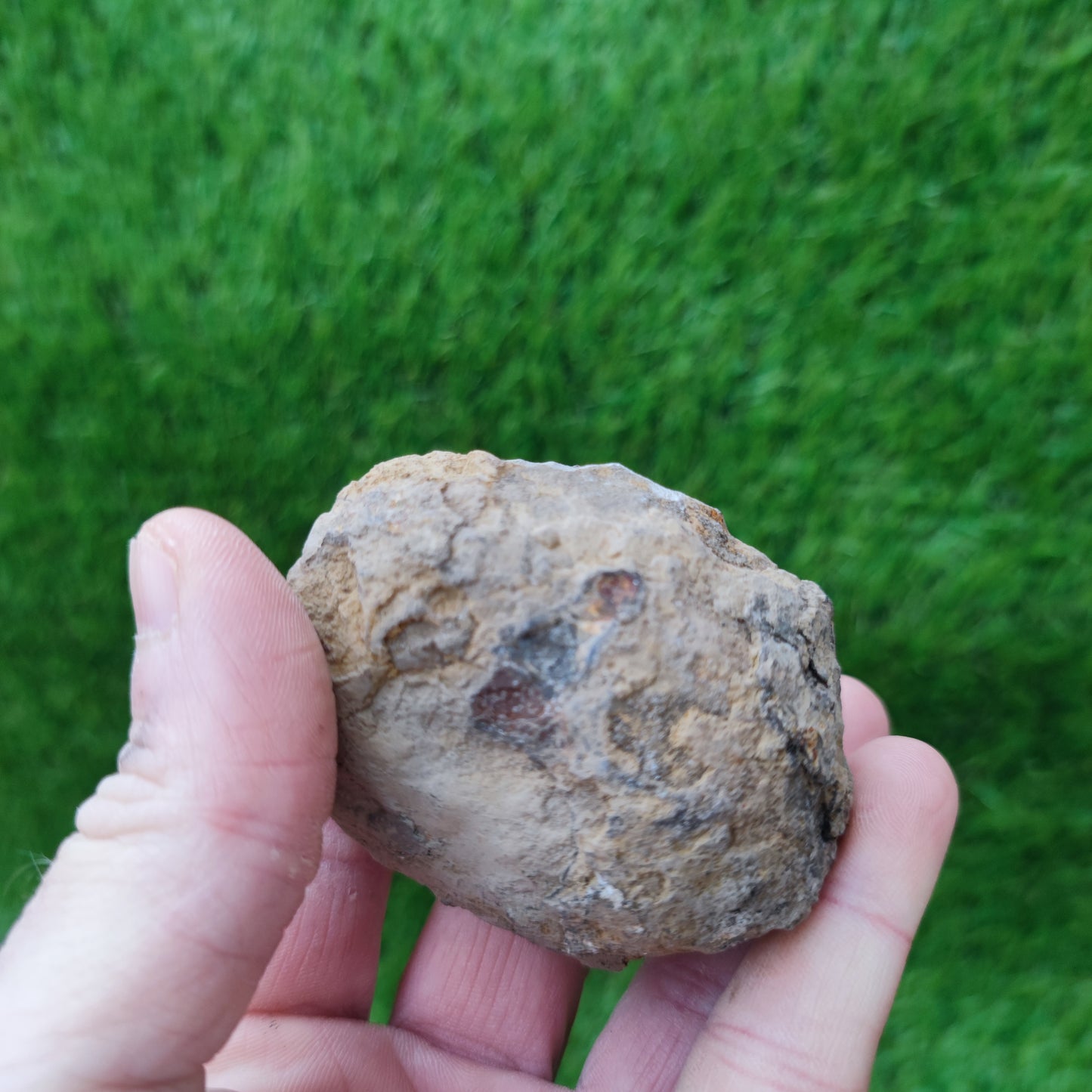 Dactylioceras ammonite fossil Yorkshire UK