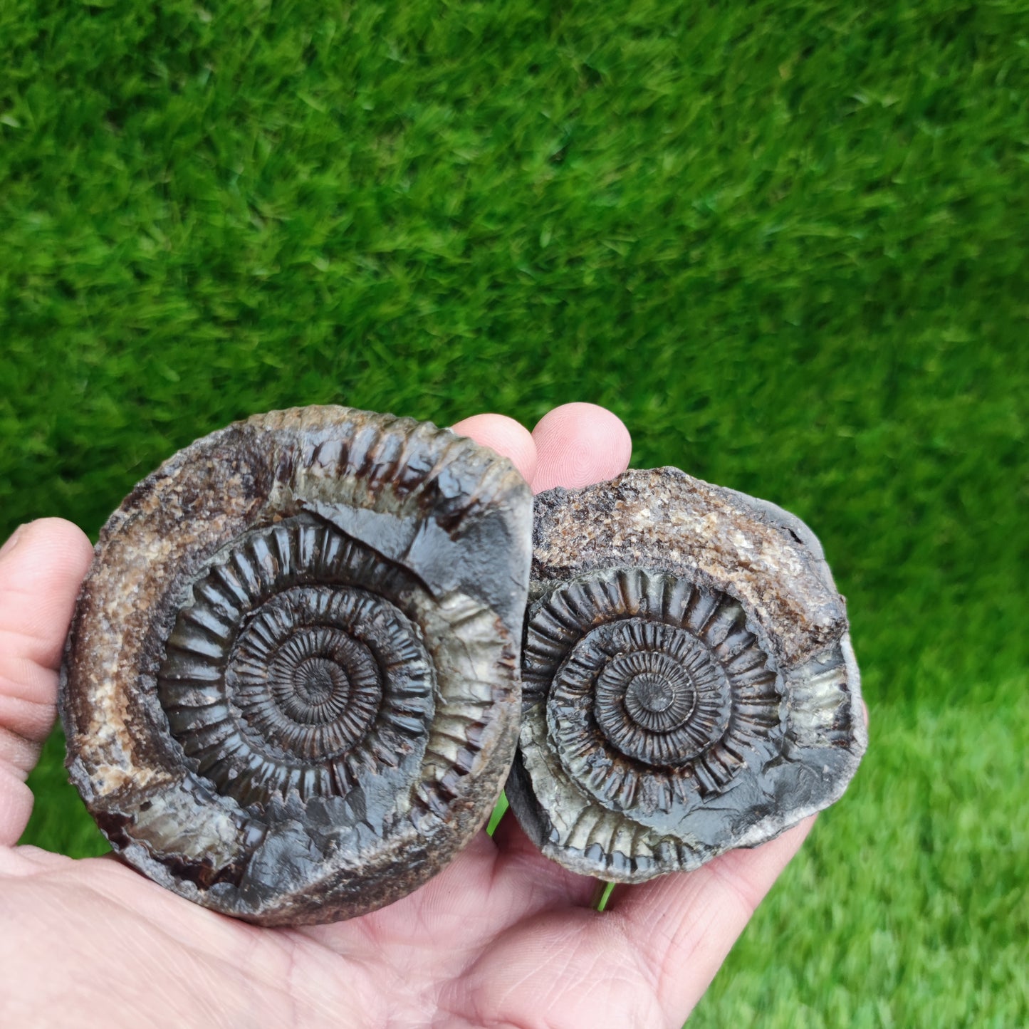 Ammonite fossil split pair Kettleness Yorkshire Jurassic coast