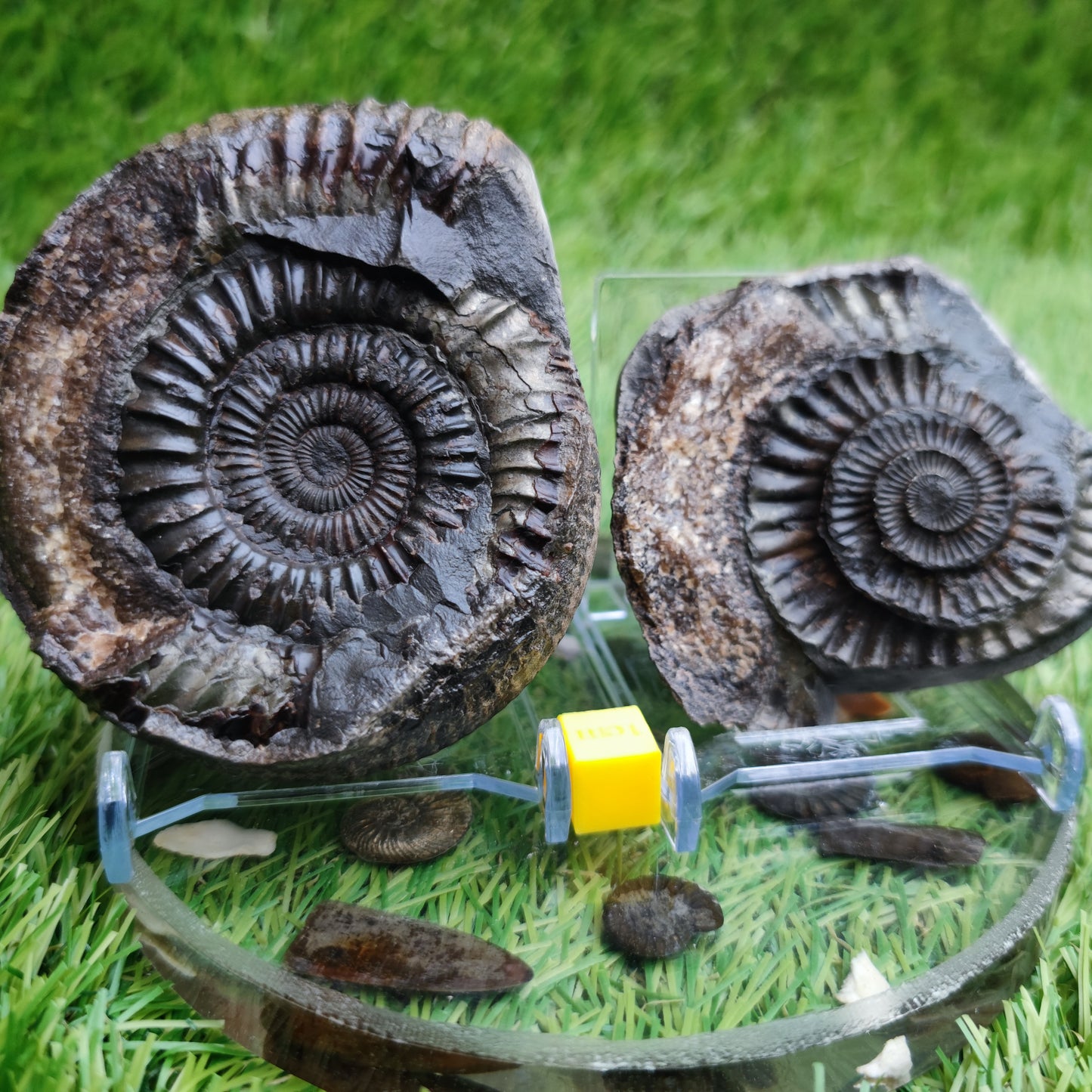 Ammonite fossil split pair Kettleness Yorkshire Jurassic coast