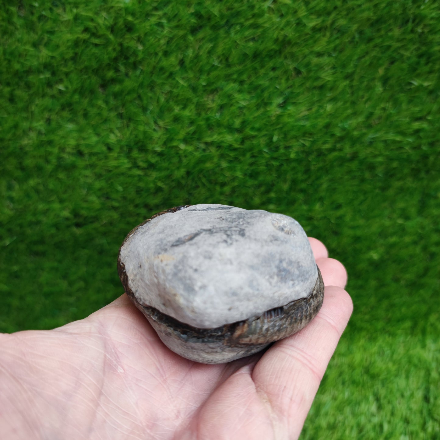 Ammonite fossil split pair Kettleness Yorkshire Jurassic coast