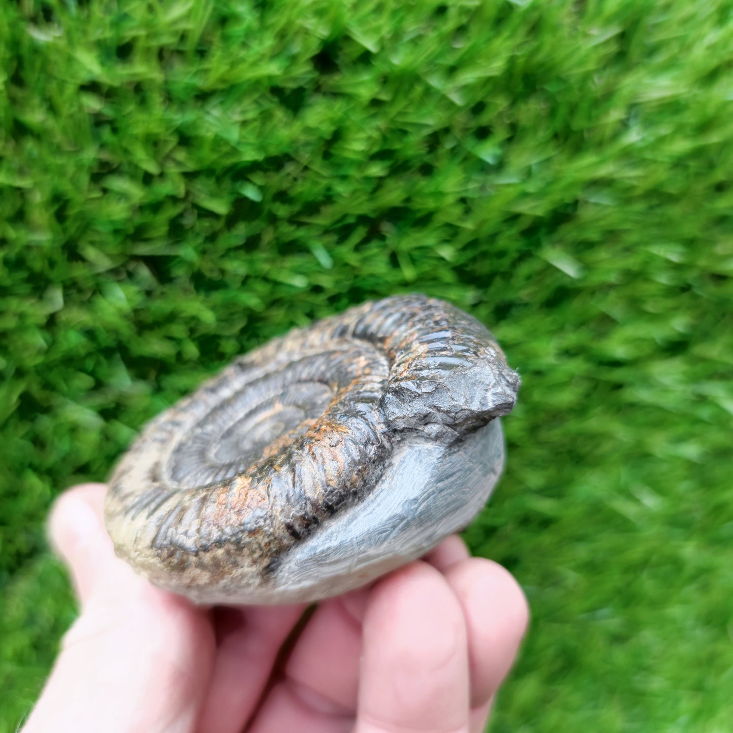 Ammonite Fossil North Yorkshire Jurassic coast