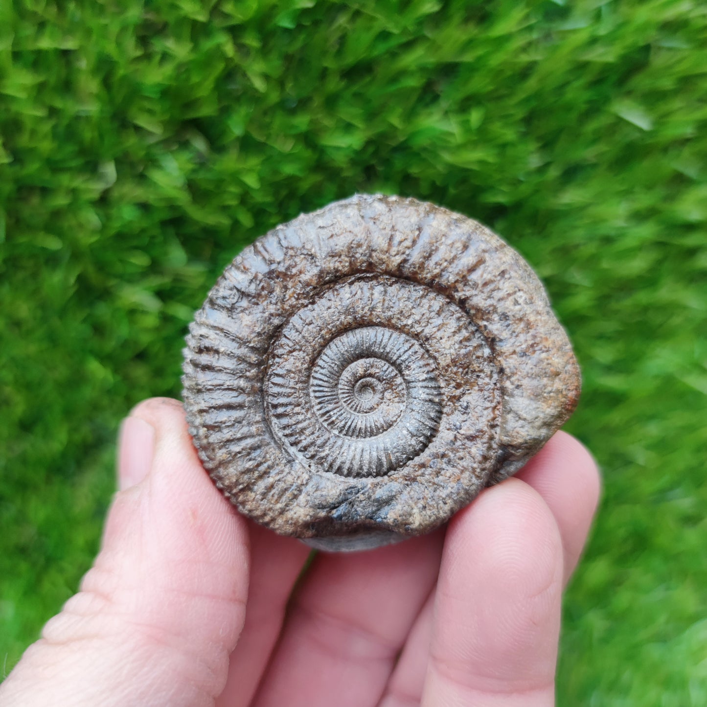 Dactylioceras ammonite fossil Yorkshire