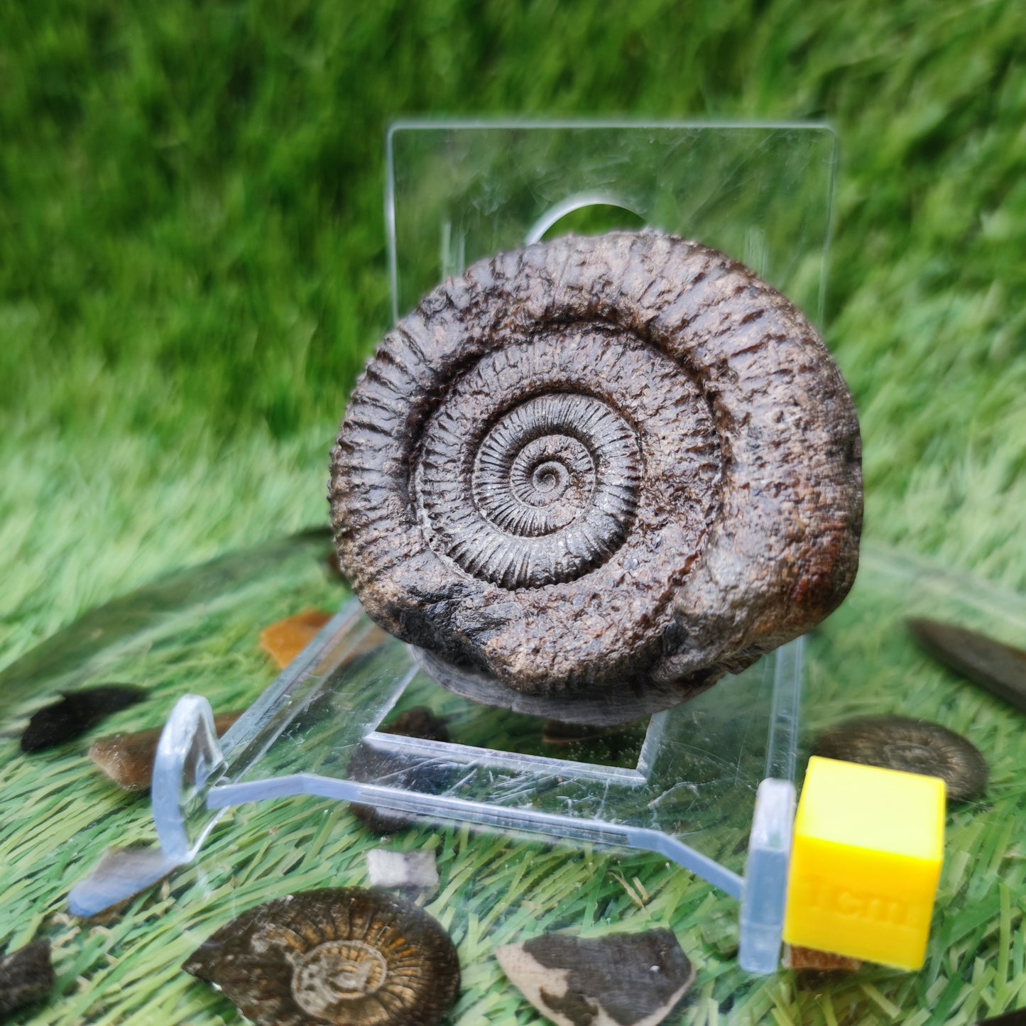Dactylioceras ammonite fossil Yorkshire