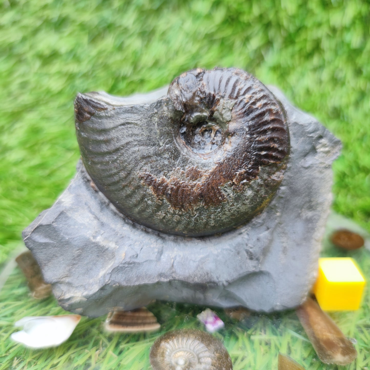 Your Fossil cleviceras ammonite Whitby