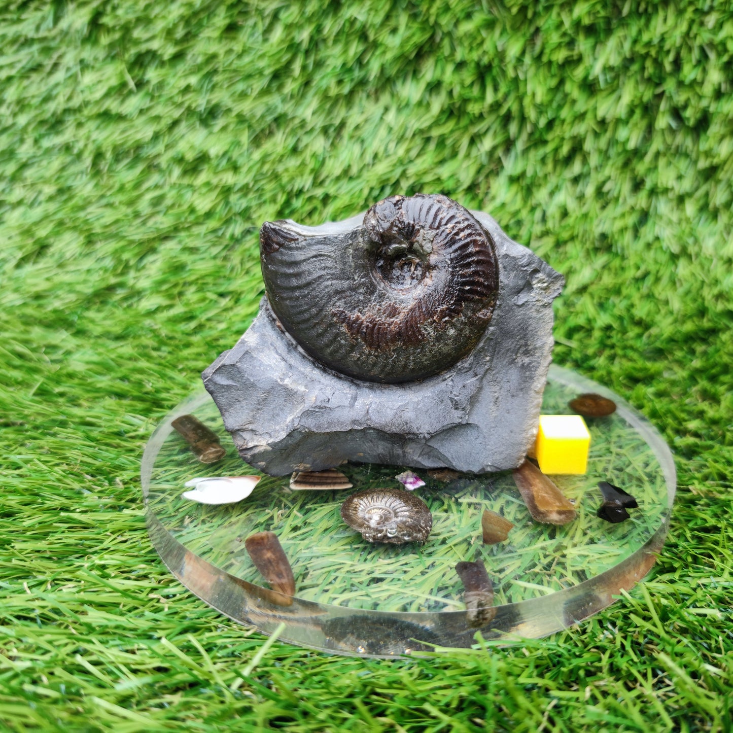 Your Fossil cleviceras ammonite Whitby