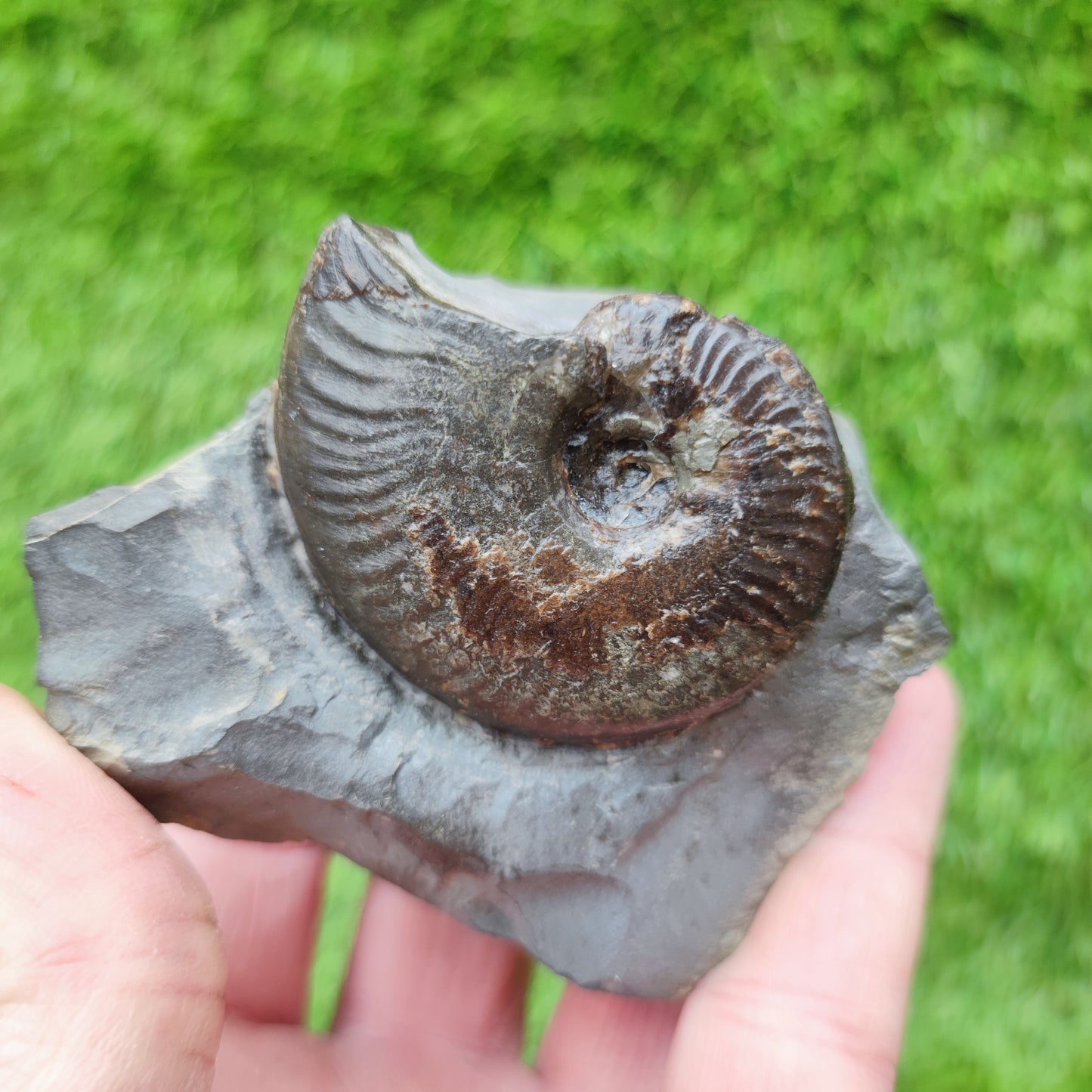 Your Fossil cleviceras ammonite Whitby