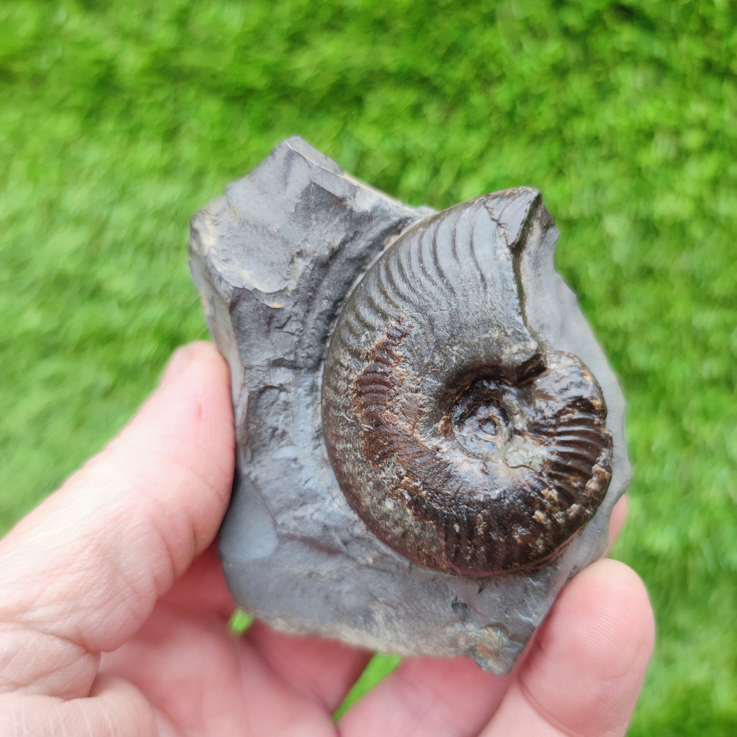 Your Fossil cleviceras ammonite Whitby