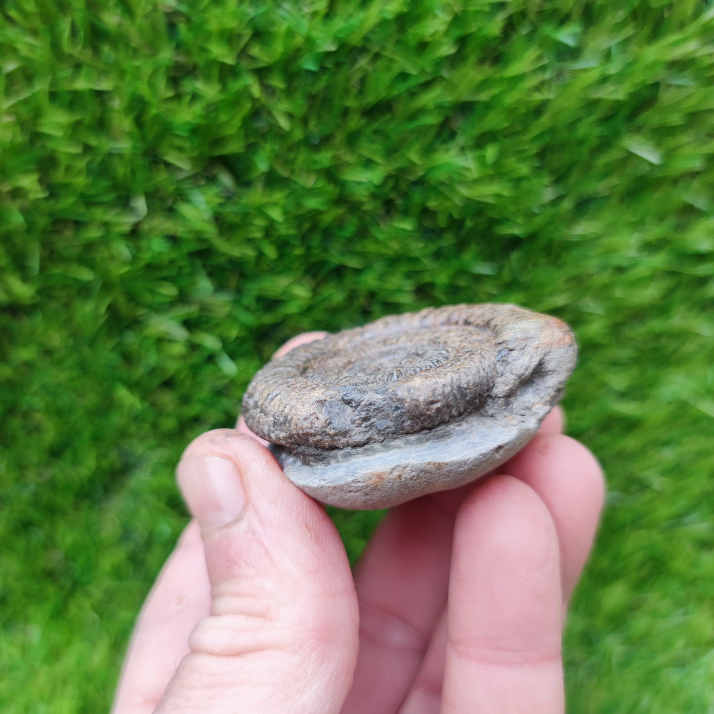 Dactylioceras ammonite fossil Yorkshire
