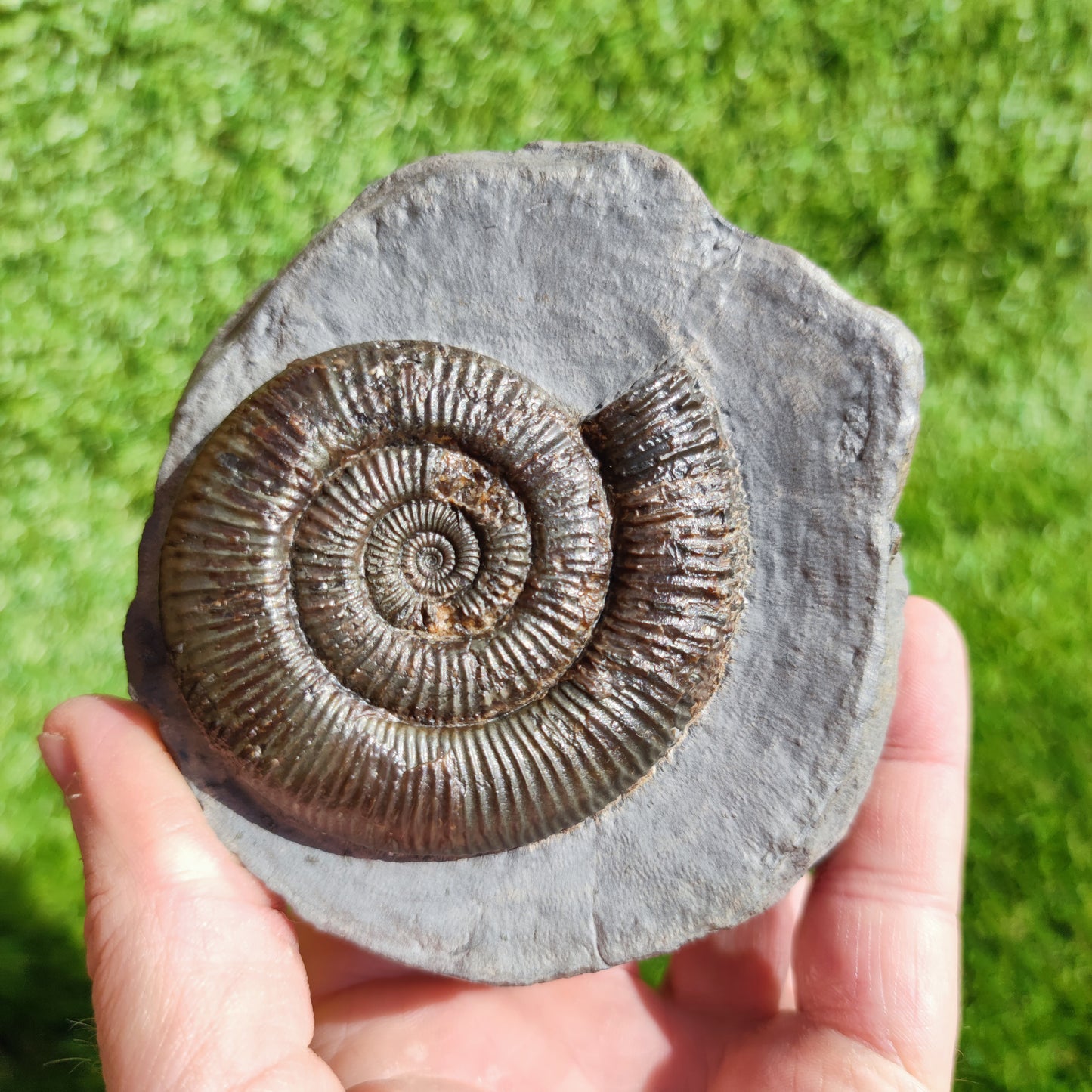 Zugodactylites ammonite fossil Yorkshire UK