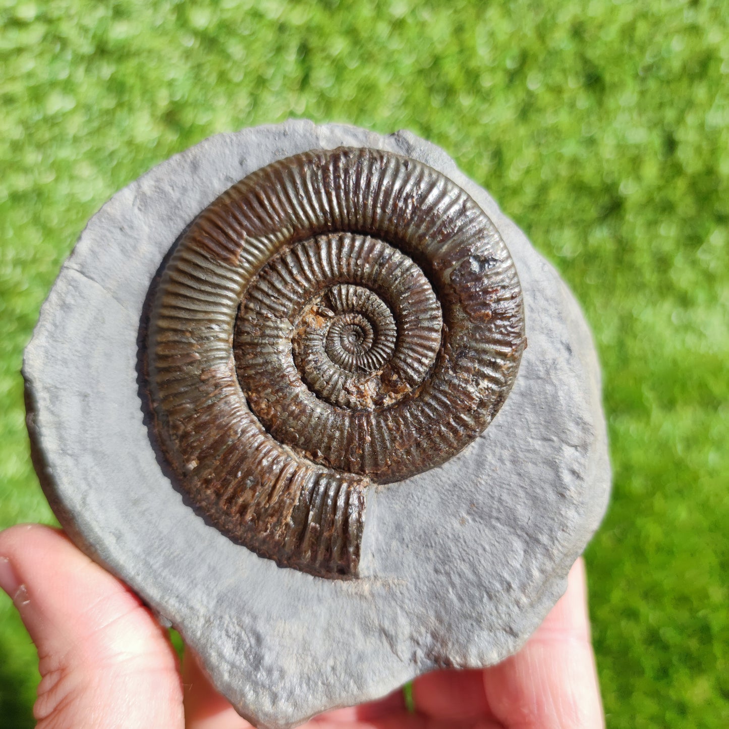 Zugodactylites ammonite fossil Yorkshire UK