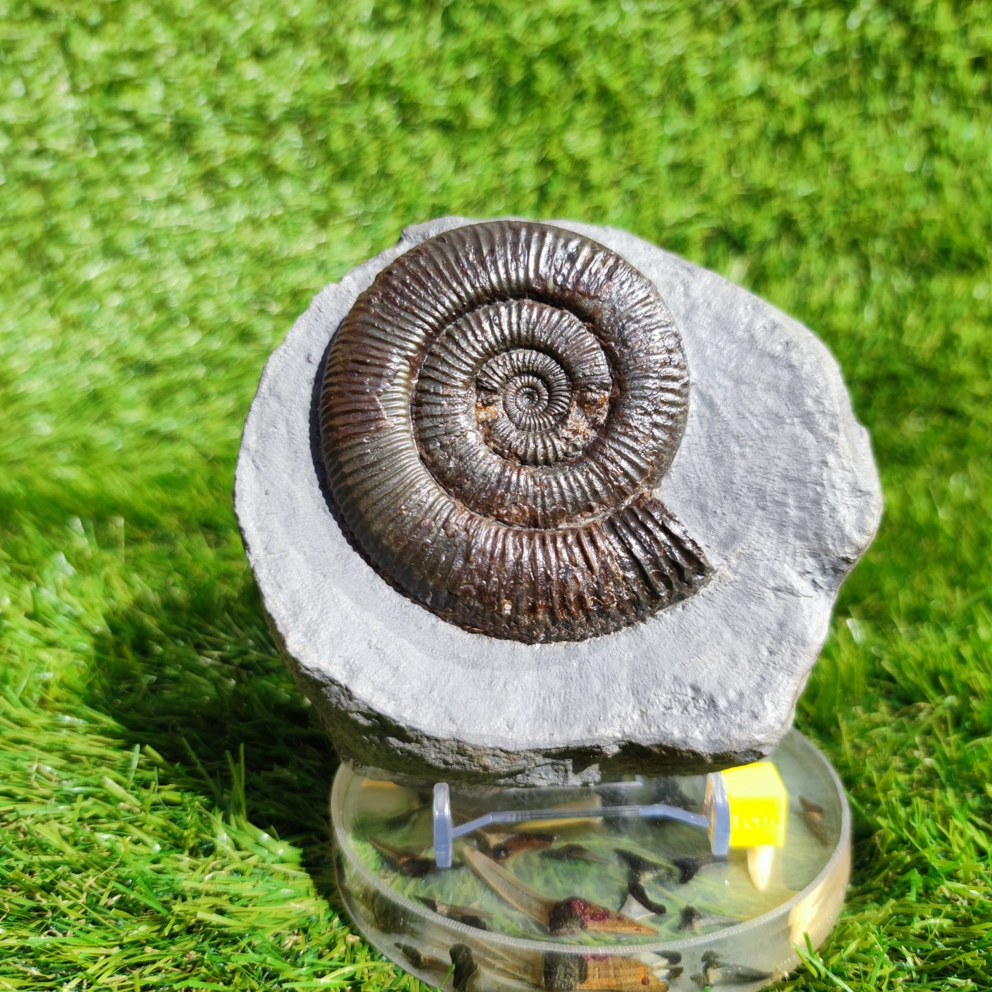 Zugodactylites ammonite fossil Yorkshire UK