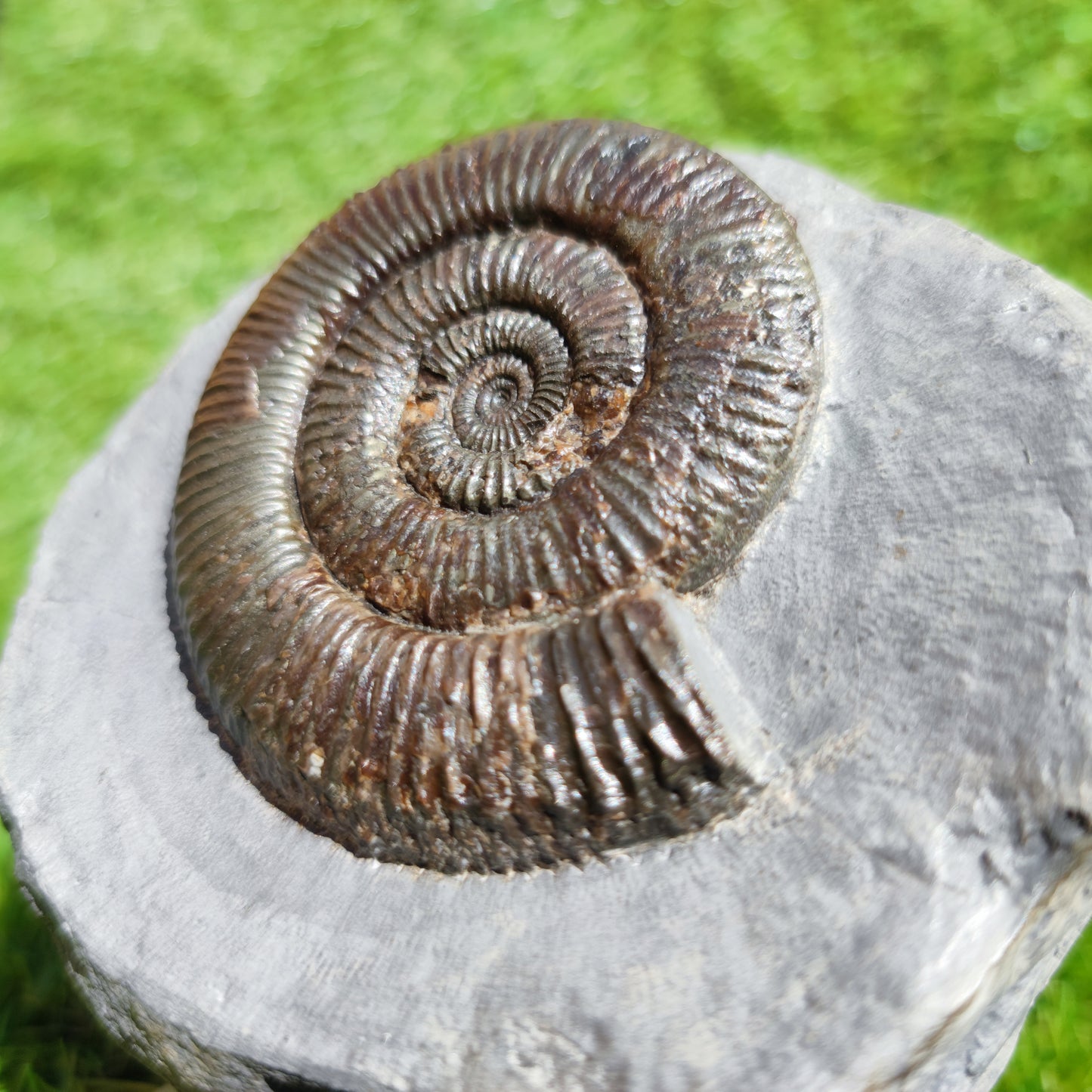 Zugodactylites ammonite fossil Yorkshire UK