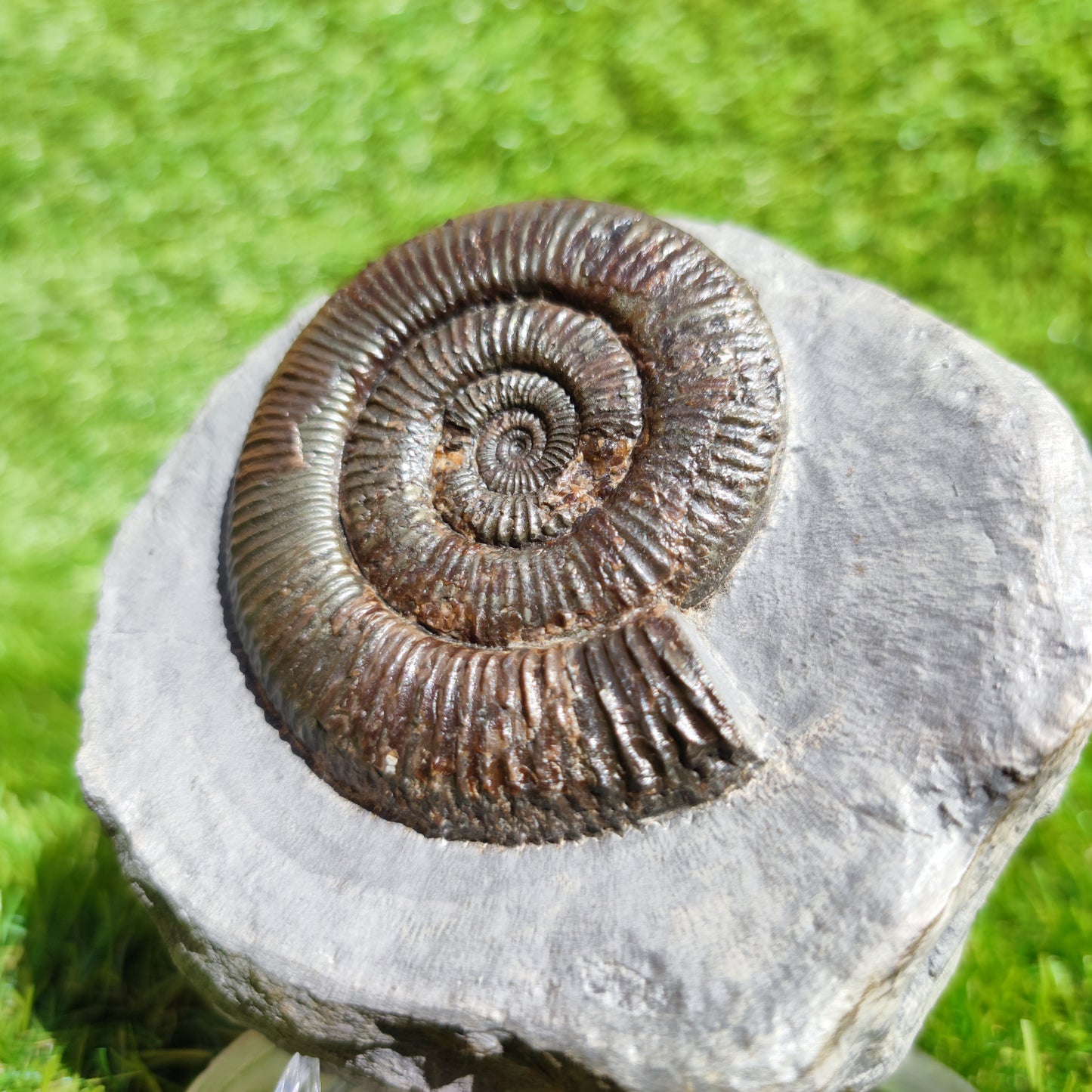 Zugodactylites ammonite fossil Yorkshire UK