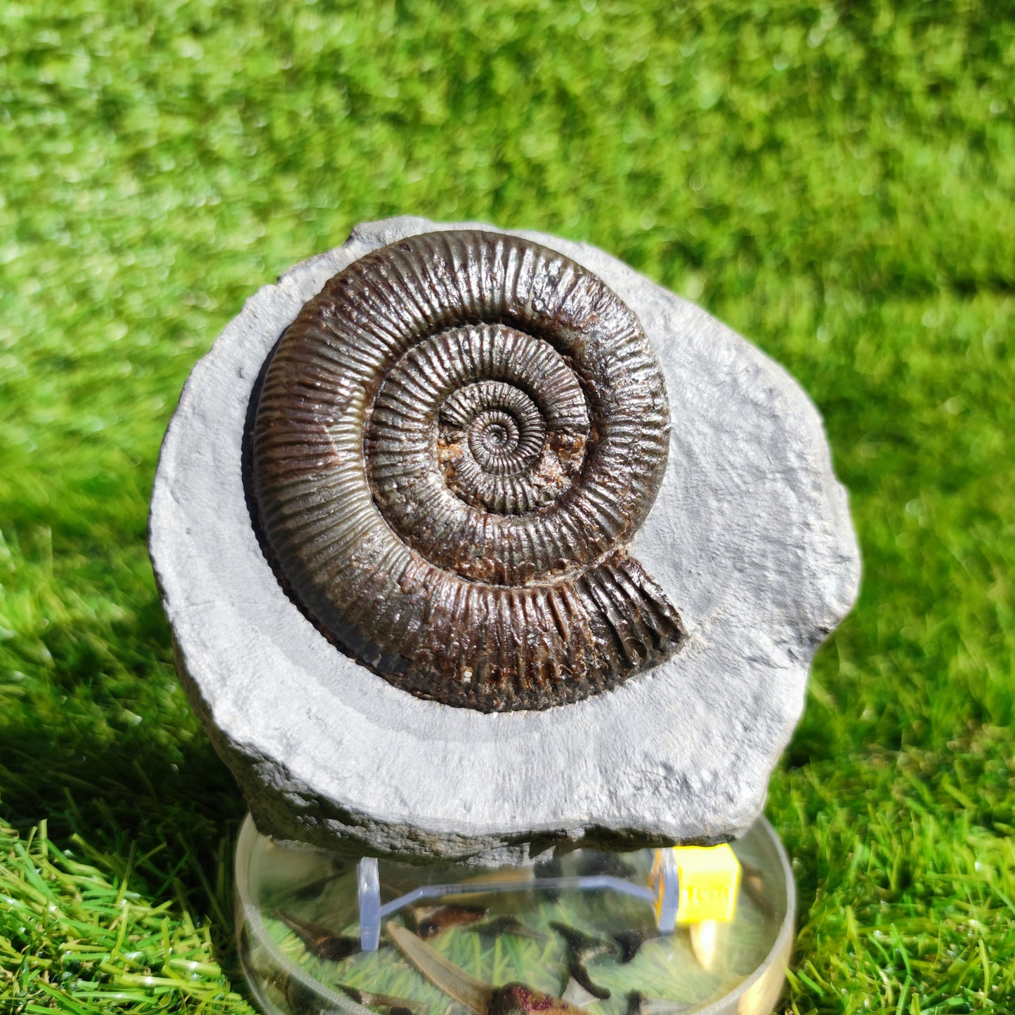 Zugodactylites ammonite fossil Yorkshire UK