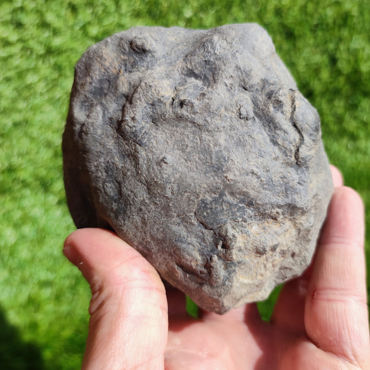 Zugodactylites ammonite fossil Yorkshire UK