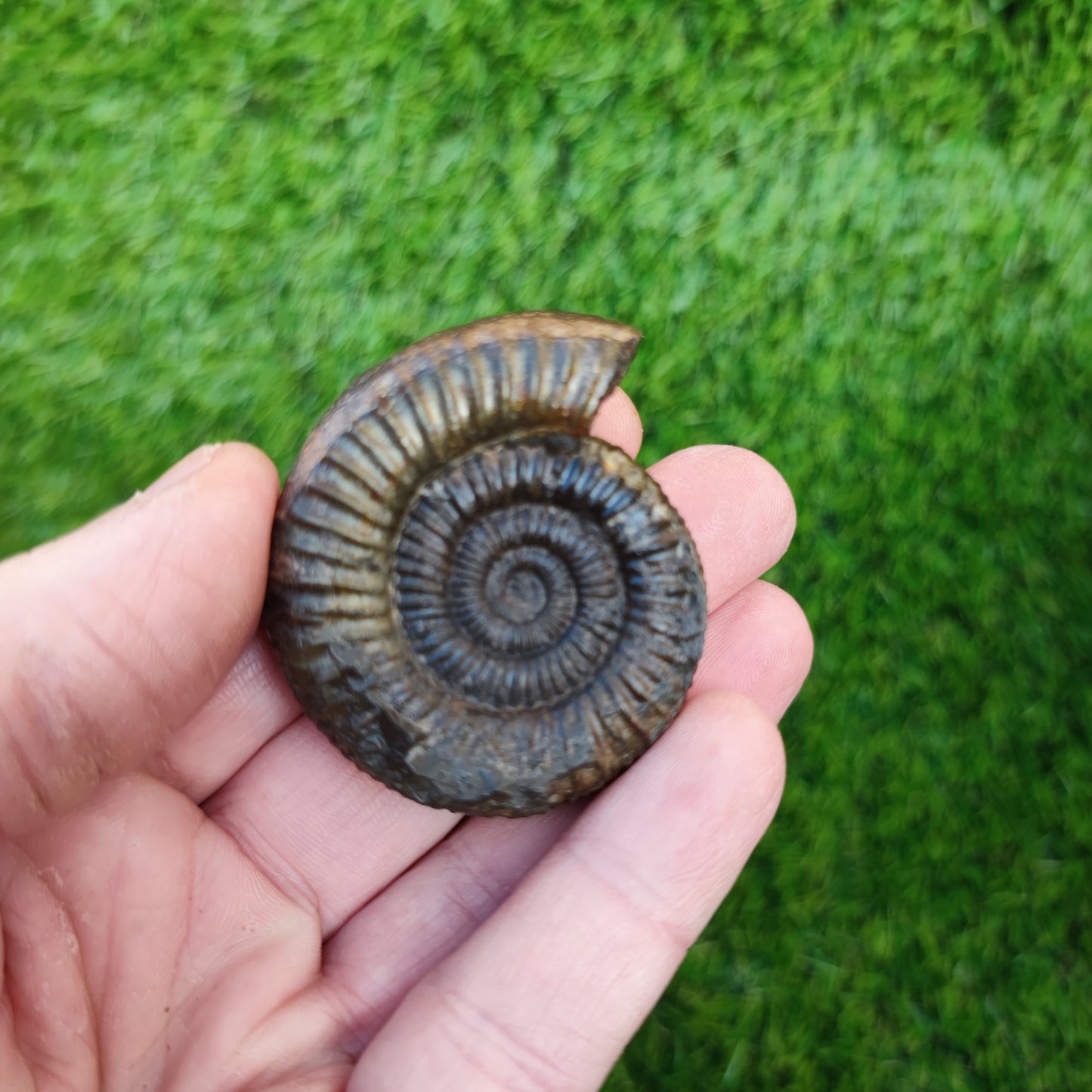 Dactylioceras ammonite Whitby fossil 3D matrix free