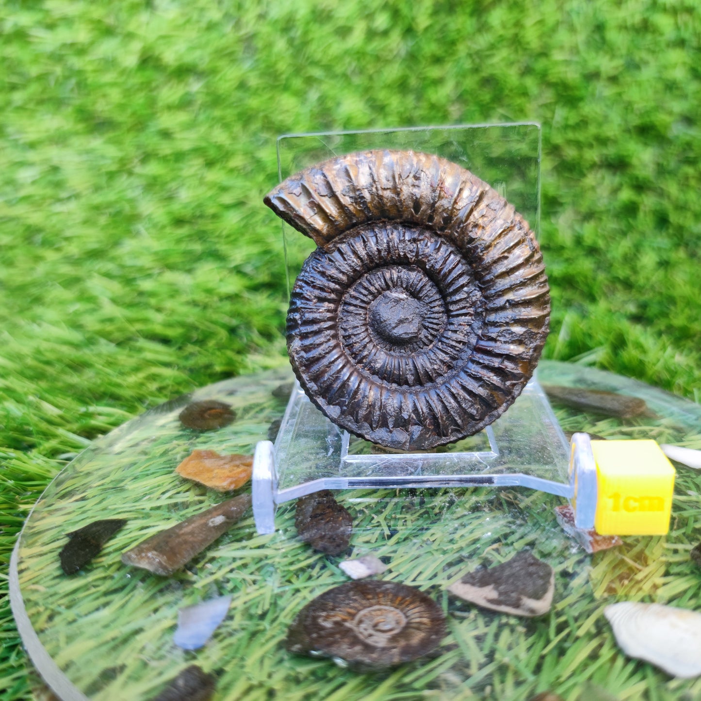 Dactylioceras ammonite Whitby fossil 3D matrix free