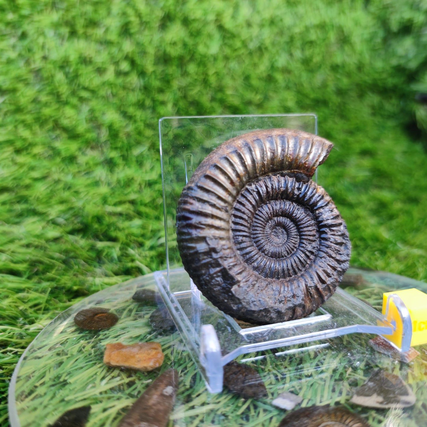 Dactylioceras ammonite Whitby fossil 3D matrix free